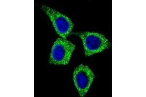 Confocal immunofluorescent analysis of BCL3 Antibody (Center) (Cat#AP50358PU-N) with Hela cell followed by Alexa Fluor 488-conjugated goat anti-rabbit lgG (green). (BCL3 anticorps  (Middle Region))