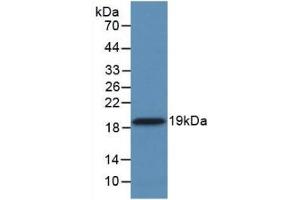 Detection of Recombinant CYPA, Human using Monoclonal Antibody to Cyclophilin A (CYPA) (PPIA anticorps  (AA 2-165))