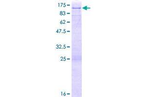 Image no. 1 for E74-Like Factor 1 (Ets Domain Transcription Factor) (ELF1) (AA 1-619) protein (GST tag) (ABIN1352675)