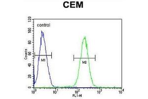5HT3E Antibody (Center) flow cytometric analysis of CEM cells (right histogram) compared to a negative control cell (left histogram). (HTR3E anticorps  (Middle Region))