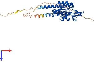 AlphaFold protein structure predicition of Human Recombinant MRPS2 Protein, UniprotID Q9Y399