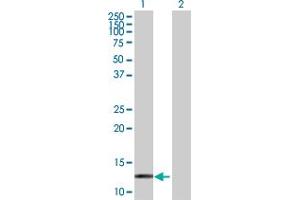 Western Blot analysis of HBZ expression in transfected 293T cell line by HBZ MaxPab polyclonal antibody. (HBZ anticorps  (AA 1-142))