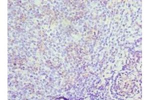 Immunohistochemistry of paraffin-embedded human tonsil tissue using ABIN7150623 at dilution of 1:100 (Mre11 anticorps  (AA 1-205))