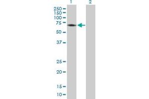 Western Blot analysis of CDC2L6 expression in transfected 293T cell line by CDC2L6 MaxPab polyclonal antibody. (CDK19 anticorps  (AA 1-502))