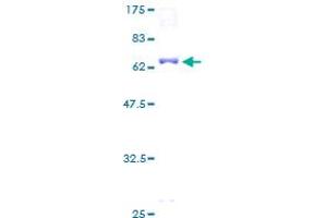 Image no. 1 for TEA Domain Family Member 4 (TEAD4) (AA 1-361) protein (GST tag) (ABIN1322448)