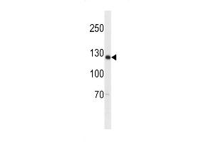 Western blot analysis in U-937 cell line lysates (35ug/lane). (SGOL2 anticorps  (AA 391-419))