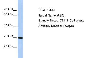 Host: Rabbit Target Name: ASIC1 Sample Type: 721_B Whole Cell lysates Antibody Dilution: 1. (ASIC1 anticorps  (N-Term))
