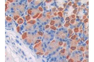 Detection of F5 in Mouse Stomach Tissue using Polyclonal Antibody to Coagulation Factor V (F5)