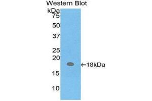 Western Blotting (WB) image for anti-Hemoglobin, mu (AA 13-141) antibody (ABIN1859127)