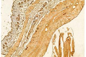 ABIN6264426 and ABIN6272879 at 1/100 staining Mouse muscle tissue by IHC-P.