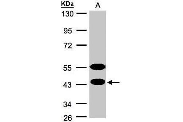 CABS1 antibody  (Center)