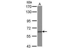Image no. 1 for anti-Zinc Finger Protein 37A (ZNF37A) (AA 1-257) antibody (ABIN1501840) (ZNF37A anticorps  (AA 1-257))