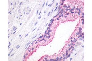 Anti-GPR27 antibody IHC of human prostate. (GPR27 anticorps  (N-Term))