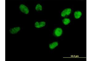 Immunofluorescence of purified MaxPab antibody to U2AF1L3 on HeLa cell.