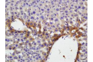 Formalin-fixed and paraffin embedded mouse liver labeled with Anti-Thrombopoietin Polyclonal Antibody, Unconjugated  and DAB staining.