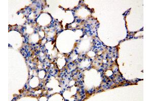 Anti-Aquaporin 5 antibody, IHC(P) IHC(P): Rat Lung Tissue Lysate (Aquaporin 5 anticorps  (C-Term))