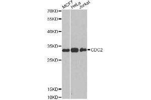 Western blot analysis of extracts of various cell lines, using CDK1 antibody. (CDK1 anticorps  (AA 1-297))
