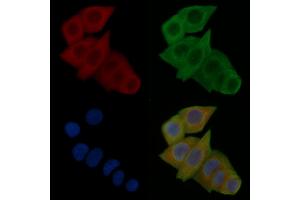 ABIN6263643 and ABIN6277805 staining Hela cells(24h of starvation treatment) by IF/ICC. (NCR1 anticorps  (Internal Region))