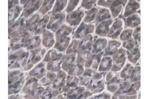 Detection of CTSF in Mouse Stomach Tissue using Polyclonal Antibody to Cathepsin F (CTSF)
