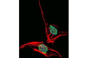 Fluorescent confocal image of Hela cell stained with EN2 Antibody (C-term) (ABIN391665 and ABIN2841574).