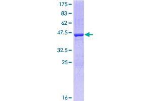 Image no. 1 for Cell Division Cycle 42 (GTP Binding Protein, 25kDa) (CDC42) (AA 1-191) protein (GST tag) (ABIN1348827)