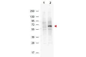 Western Blotting (WB) image for anti-Programmed Cell Death 4 (PDCD4) (pSer457) antibody (ABIN400797) (PDCD4 anticorps  (pSer457))