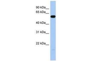 Image no. 1 for anti-Immunoglobulin-Like Domain Containing Receptor 1 (ILDR1) (C-Term) antibody (ABIN6743876) (ILDR1 anticorps  (C-Term))
