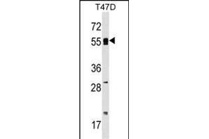 POLA2 Antibody (Center) (ABIN1538087 and ABIN2848932) western blot analysis in T47D cell line lysates (35 μg/lane). (POLA2 anticorps  (AA 212-240))