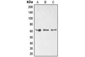 Western blot analysis of ELK1 (pS389) expression in HT29 (A), HeLa (B), Jurkat (C) whole cell lysates. (ELK1 anticorps  (C-Term, pSer389))