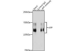 Immunoprecipitation analysis of 300 μg extracts of HeLa cells using 3 μg APP antibody (ABIN7265575). (APP anticorps)