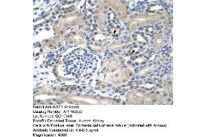 Rabbit Anti-NXF1Antibody  Paraffin Embedded Tissue: Human Kidney Cellular Data: Epithelial cells of renal tubule Antibody Concentration: 4. (NXF1 anticorps  (N-Term))