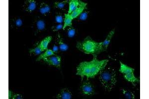 Anti-SLFNL1 mouse monoclonal antibody (ABIN2453653) immunofluorescent staining of COS7 cells transiently transfected by pCMV6-ENTRY SLFNL1 (RC205566). (Schlafen-Like 1 anticorps)