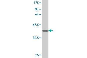 Western Blot detection against Immunogen (39.