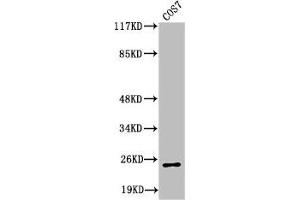 Western Blot analysis of COS7 cells using Cleaved-Integrin α7 LC (E959) Polyclonal Antibody (ITGA7 anticorps  (Cleaved-Glu959))