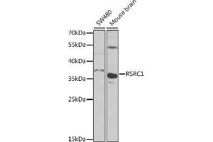 Western blot analysis of extracts of various cell lines, using RSRC1 antibody (ABIN6131423, ABIN6147283, ABIN6147284 and ABIN6223040) at 1:1000 dilution. (RSRC1 anticorps  (AA 117-276))