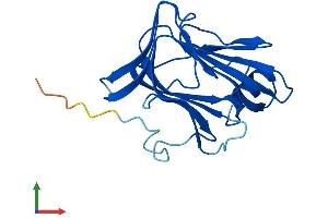 AlphaFold protein structure predicition of Human Recombinant CFAP20 Protein, UniprotID Q9Y6A4