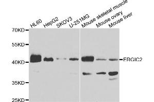 Western blot analysis of extracts of various cell lines, using ERGIC2 antibody. (ERGIC2 anticorps)