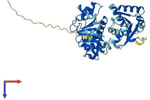 AlphaFold protein structure predicition of Human Recombinant EIF4A3 Protein, UniprotID P38919