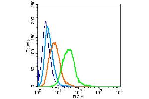 Raji cells probed with Estrogen Receptor alpha + beta Antibody, unconjugated  at 1:100 dilution for 30 minutes compared to control cells (blue) and isotype control (orange)