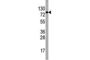 Western blot analysis of EIF4B antibody antibody and HepG2 lysate.