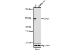 Western blot analysis of extracts from wild type (WT) and GSK3α knockout (KO) HeLa cells, using GSK3α antibody (ABIN7267467) at 1:1000 dilution. (GSK3 alpha anticorps)