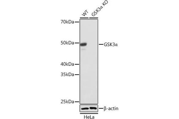GSK3 alpha anticorps