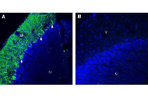 Expression of α2B-Adrenergic Receptor in mouse cerebellumImmunohistochemical staining of perfusion-fixed frozen mouse brain sections with Anti-α2B-Adrenergic Receptor (extracellular) Antibody (ABIN7042900, ABIN7043920 and ABIN7043921), (1:300), followed by goat anti-rabbit-AlexaFluor-488.