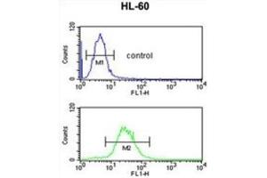 Flow Cytometry (FACS) image for anti-Immunoglobulin Heavy Chain (IgH) antibody (ABIN2995207)