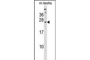 PHOSPHO2 Antibody (N-term) (ABIN1881652 and ABIN2838651) western blot analysis in mouse testis tissue lysates (35 μg/lane). (PHOSPHO2 anticorps  (N-Term))