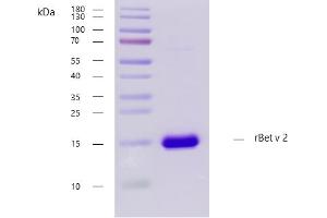 Recombinant allergen rBet v 2 purity verification.