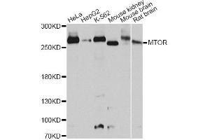 Western blot analysis of extracts of various cell lines, using MTOR antibody.