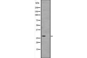 Western blot analysis of ATP6V1D expression in Hela cell lysate,The lane on the left is treated with the antigen-specific peptide. (ATP6V1D anticorps  (Internal Region))