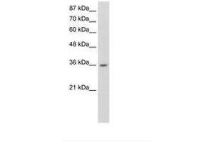 Image no. 2 for anti-Heterogeneous Nuclear Ribonucleoprotein A1 (HNRNPA1) (N-Term) antibody (ABIN6736247) (HNRNPA1 anticorps  (N-Term))