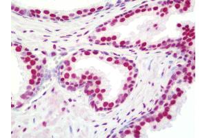 Anti-NONO / P54NRB antibody IHC staining of human prostate. (NONO anticorps  (AA 350-400))